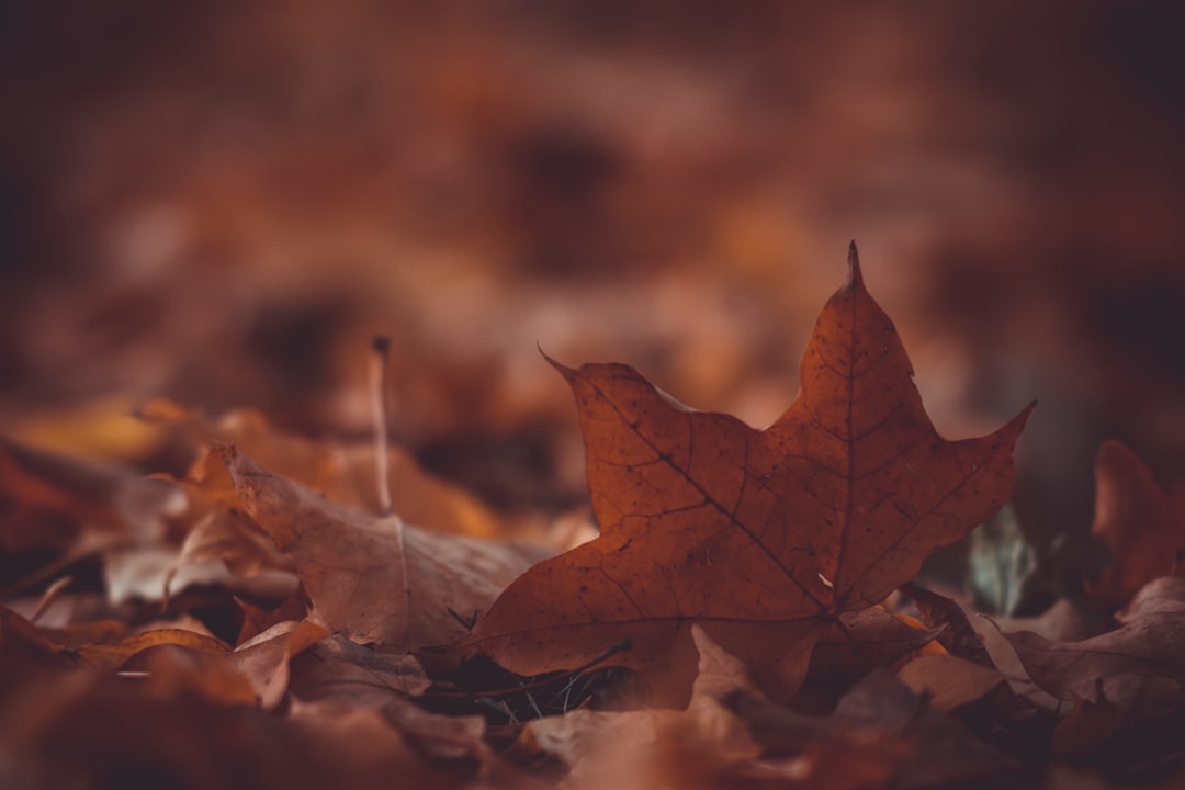 Photo Seasonal transformation