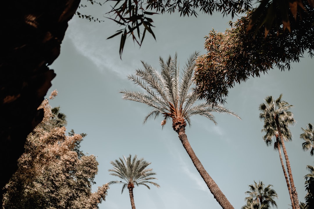 Photo Majorelle Garden
