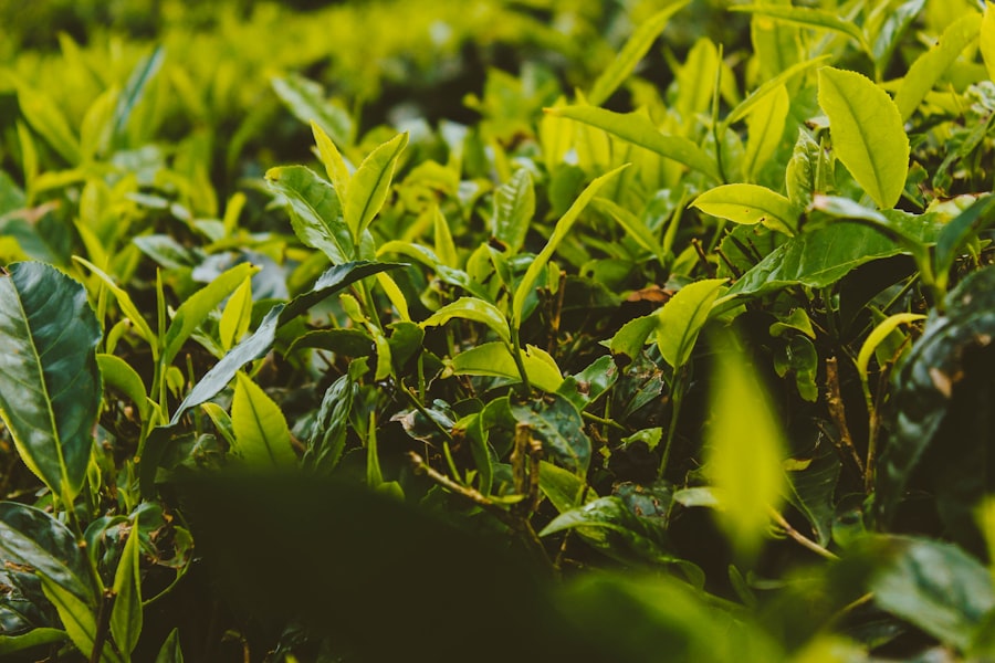 Tea plantation