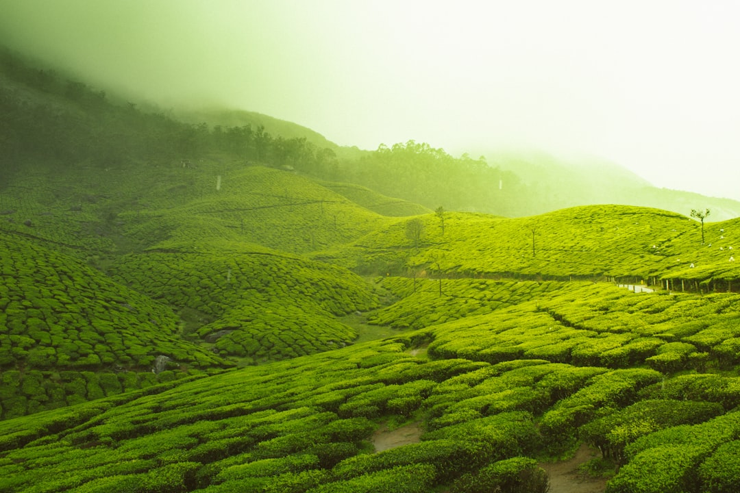 Photo Tea plantation