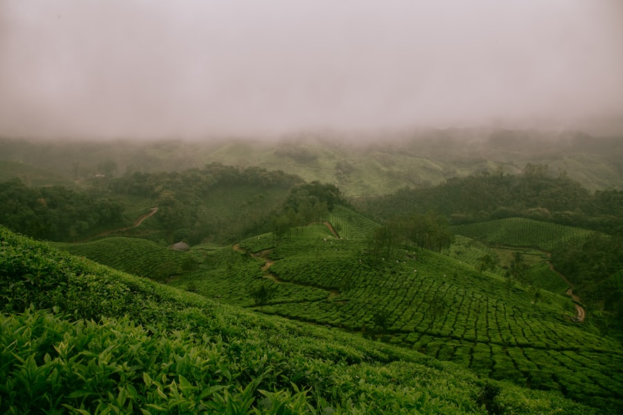 Photo Tea plantation
